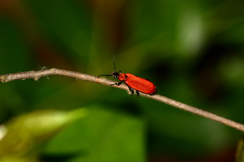 Pyrochroa coccinea